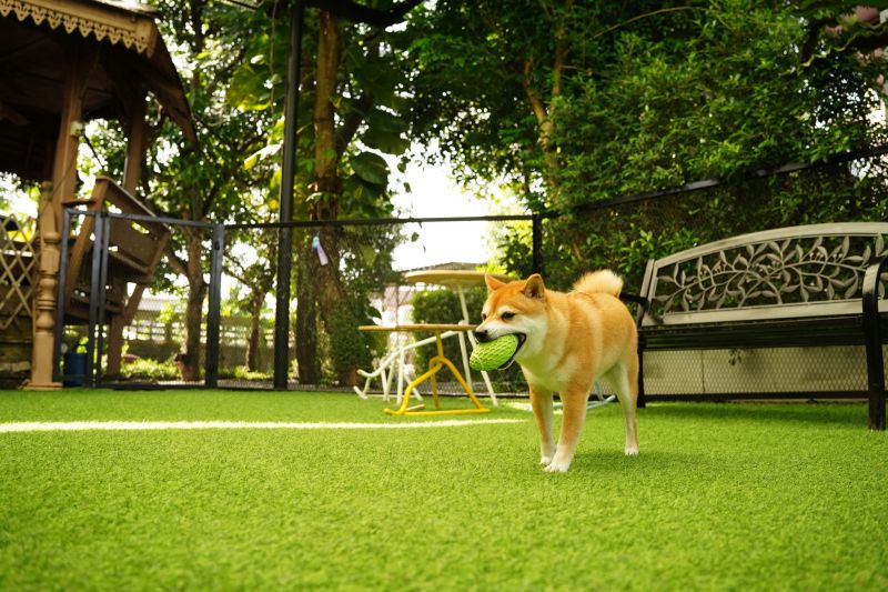 Dog Friendly Landscaping