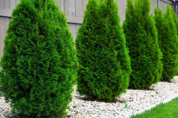 Arborvitae Planting in Green Bay