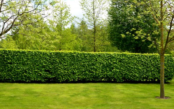 Hedge Planting in Green Bay