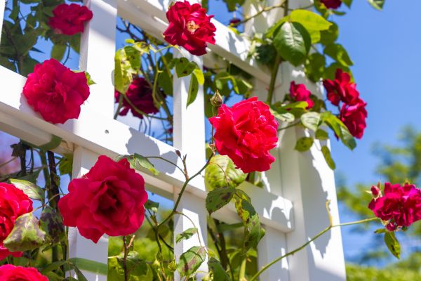 Home Gardening Service in Green Bay
