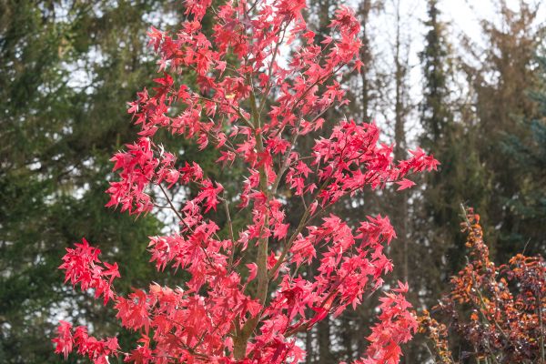 Japanese Maple Planting in Green Bay