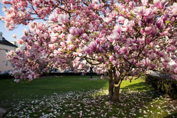 Magnolia Tree Planting in Green Bay