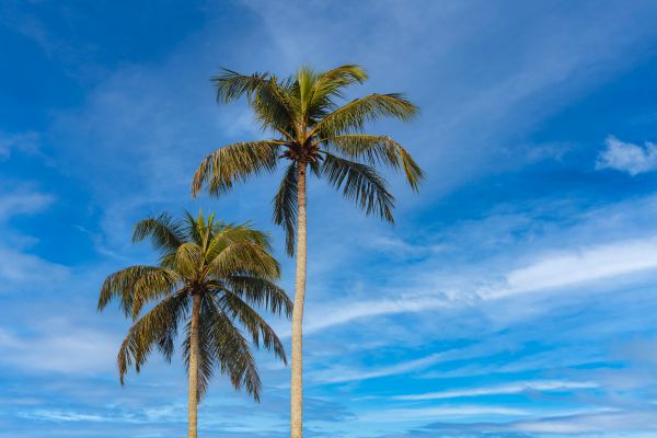 Palm Tree Planting in Green Bay