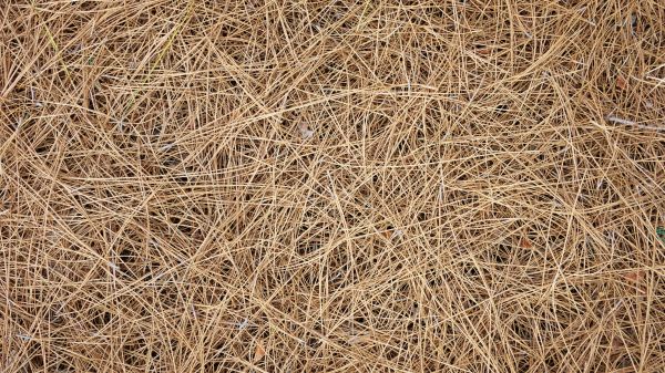 Pine Needles Delivery in Green Bay