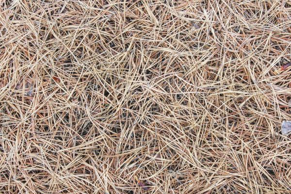 Pine Straw Installation in Green Bay