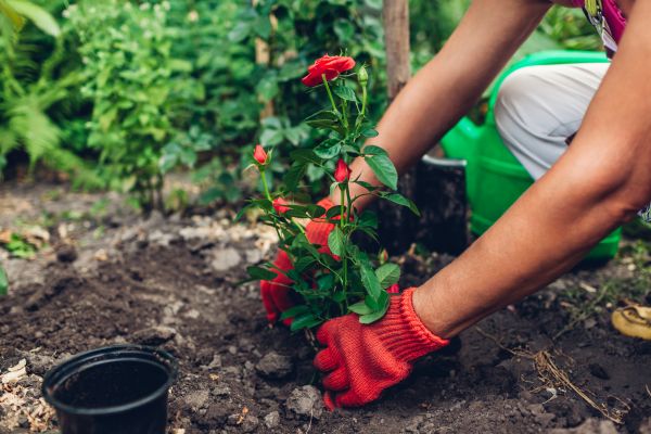 Planting Service in Green Bay