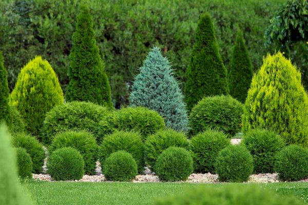 Shrub Replacement in Green Bay