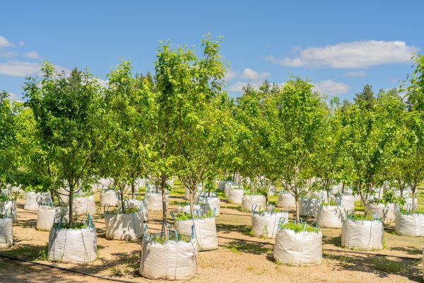 Tree Planting Service in Green Bay