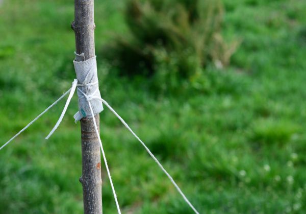 Tree Staking Service in Green Bay