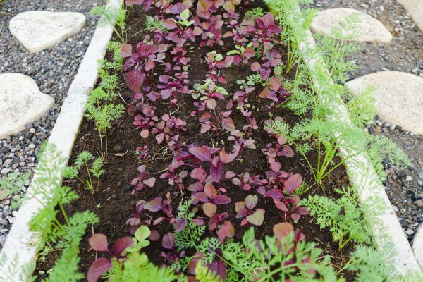 Edging Installation in Green Bay