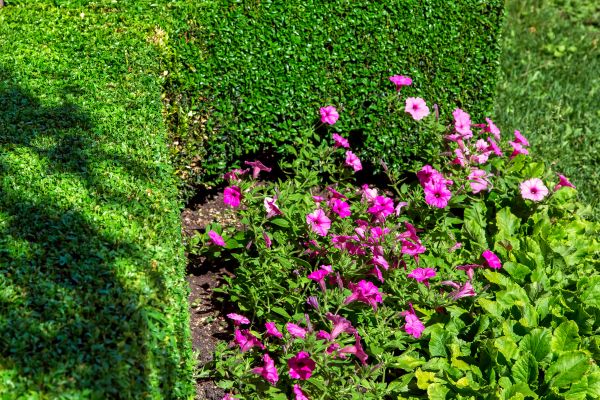 Softscaping Service in Green Bay