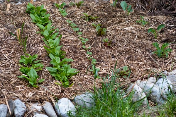 Mulch Service in Green Bay
