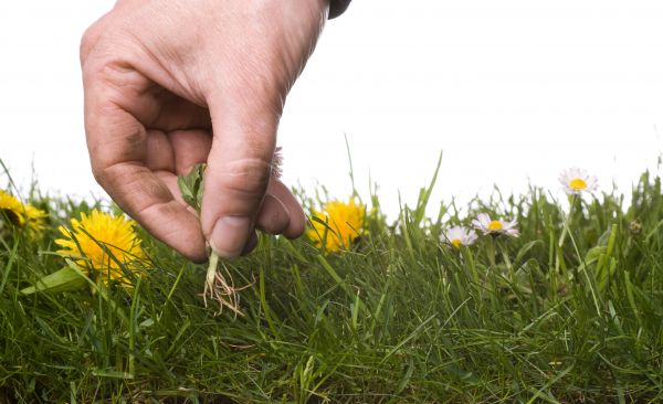Lawn Weeding in Green Bay
