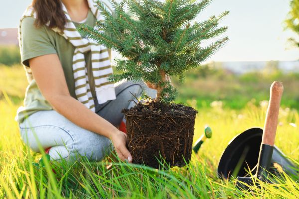 Spruce Tree Planting in Green Bay