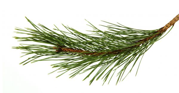Pine Needles Installation in Green Bay