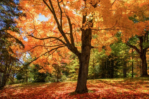 Maple Tree Planting in Green Bay