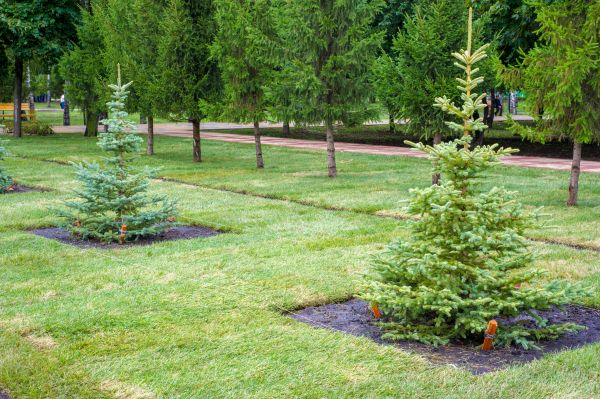 Privacy Trees Planting in Green Bay
