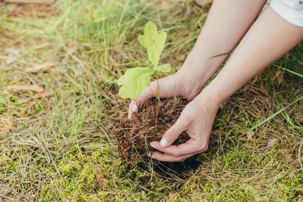 Oak Tree Planting in Green Bay