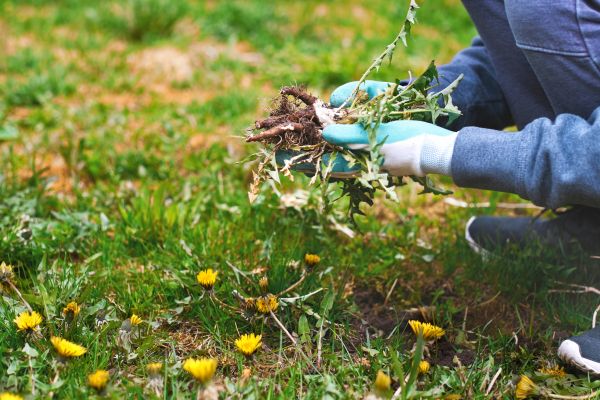 Flower Bed Clearing in Green Bay