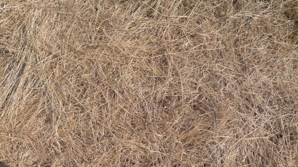 Pine Straw Replacement in Green Bay
