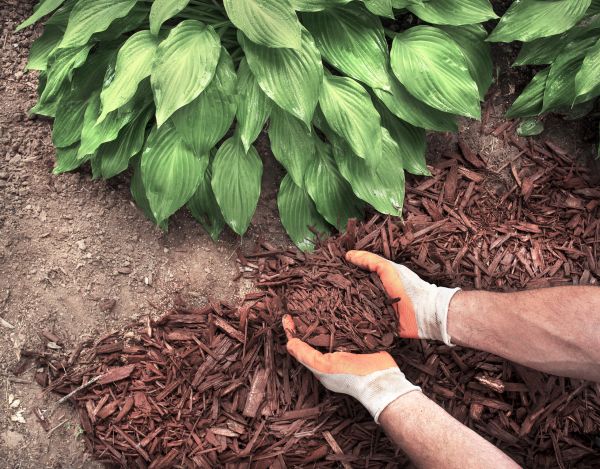 Bark Spreading in Green Bay