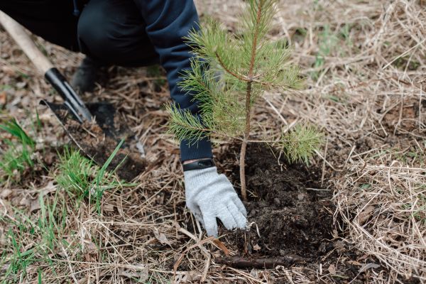 Pine Tree Planting in Green Bay