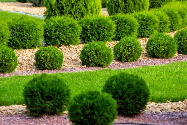 Bush Replacement in Green Bay