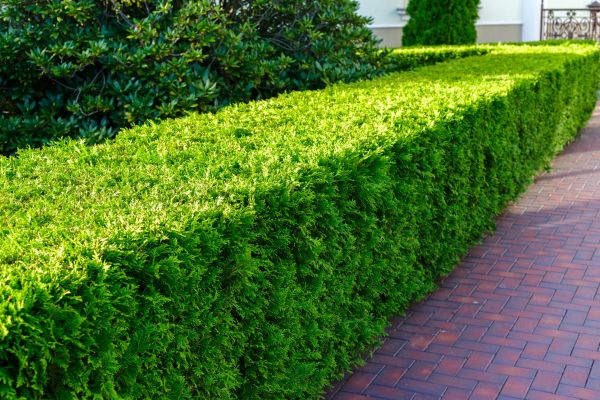 Hedge Installation in Green Bay