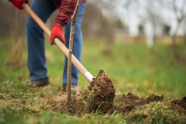 Trees Planting in Green Bay