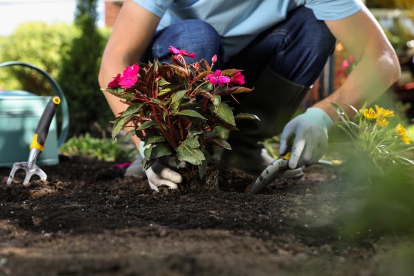Plant Replacement in Green Bay