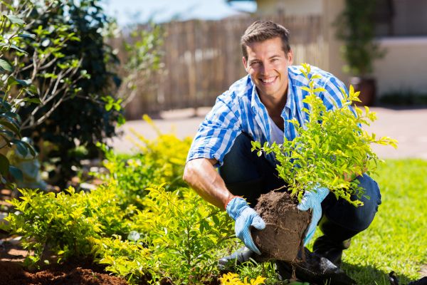 Shrub Landscaping in Green Bay