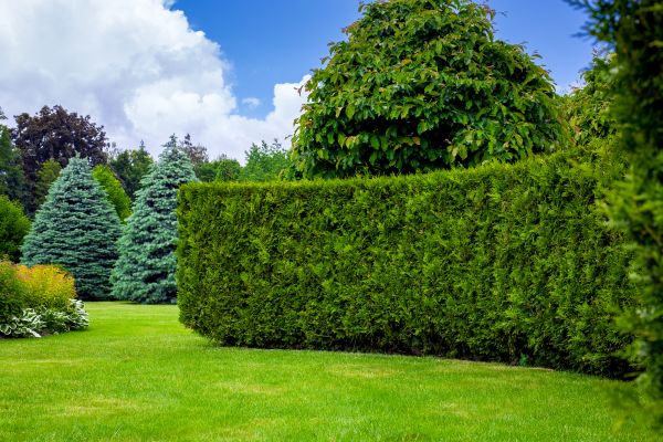 Hedge Landscaping in Green Bay