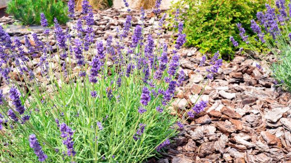 Pine Bark Landscaping in Green Bay