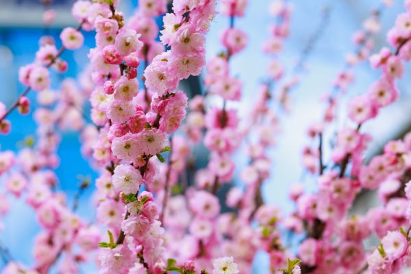 Japanese Cherry Tree Planting in Green Bay