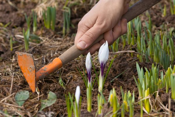 Flower Garden Weeding in Green Bay