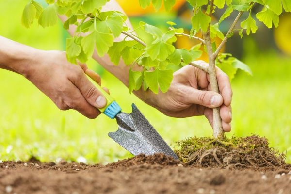 Fruit Tree Planting in Green Bay