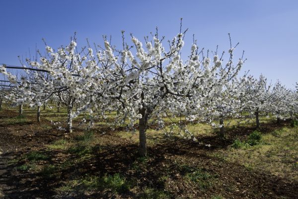 Orchard Planting in Green Bay