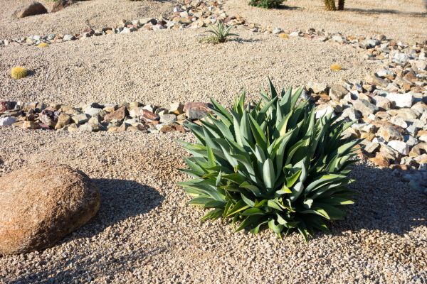 Xeriscaping Service in Green Bay