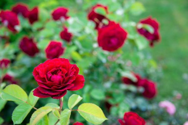 Rose Planting in Green Bay