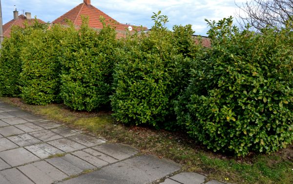 Privacy Shrub Installation in Green Bay