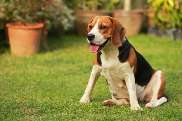Dog Friendly Landscaping in Green Bay