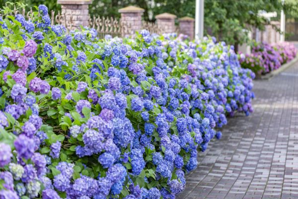 Hydrangea Landscaping in Green Bay