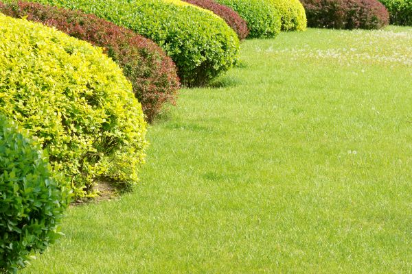 Shrubbery Planting in Green Bay