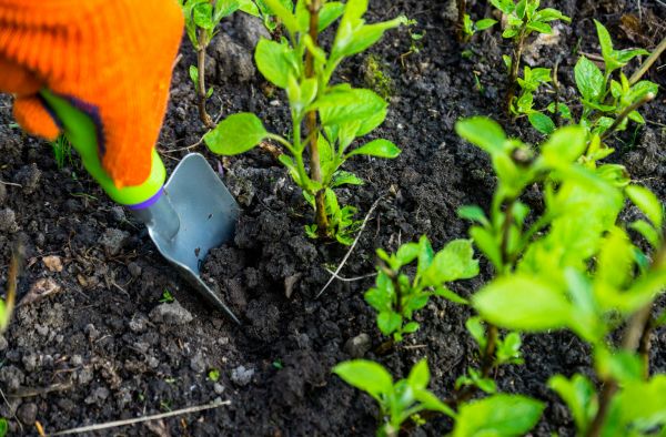 Hydrangea Planting in Green Bay