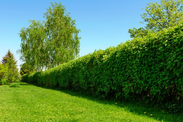 Hedge Replacement in Green Bay