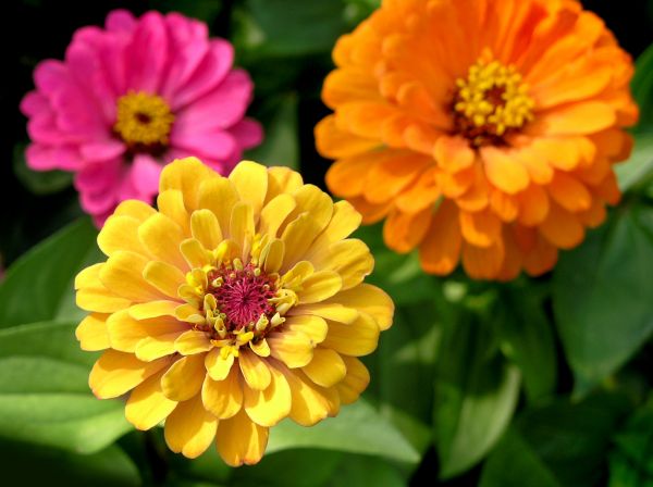 Zinnia Planting in Green Bay