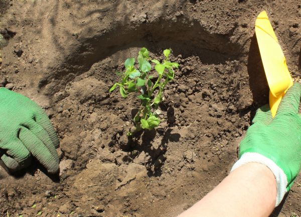 Rose Bush Planting in Green Bay