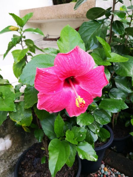 Hibiscus Planting in Green Bay
