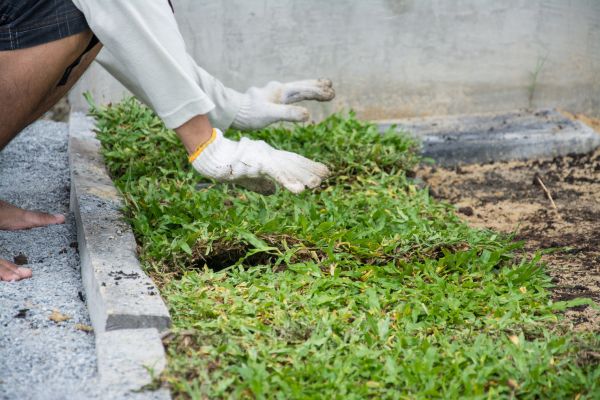 Ground Cover Planting in Green Bay