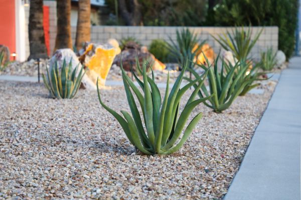 Drought Resistant Landscaping in Green Bay